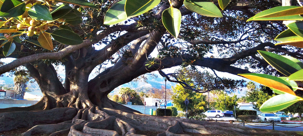 Santa Barbara Tree