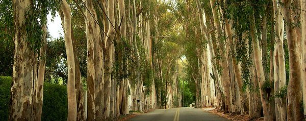 Eucalyptus-lane-santa-barbara