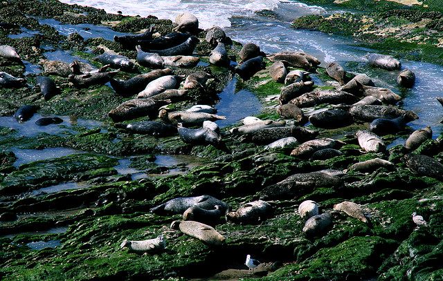 Carpinteria Seal Rookery